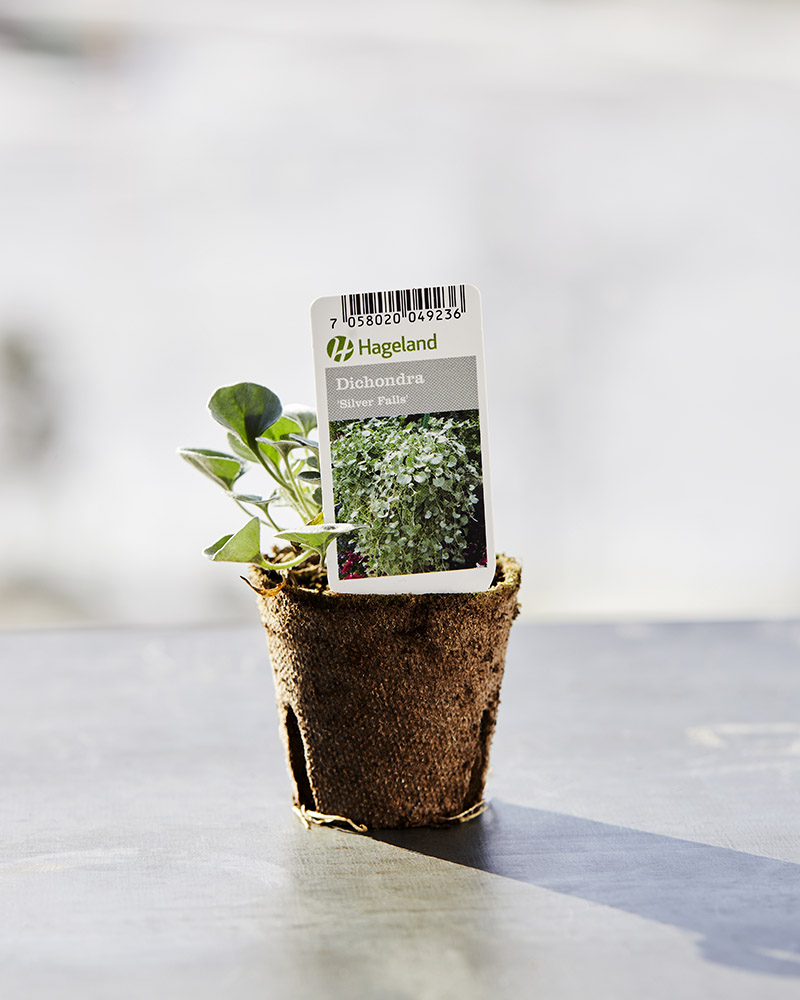 Stikling av dichondra og sorten Silver Falls.