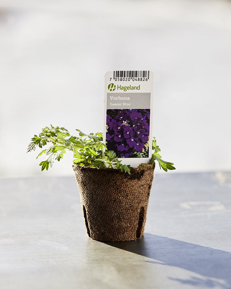 Hageverbena er en svært blomsterrik sommerblomst med hengende og utstrakte grener/skudd.