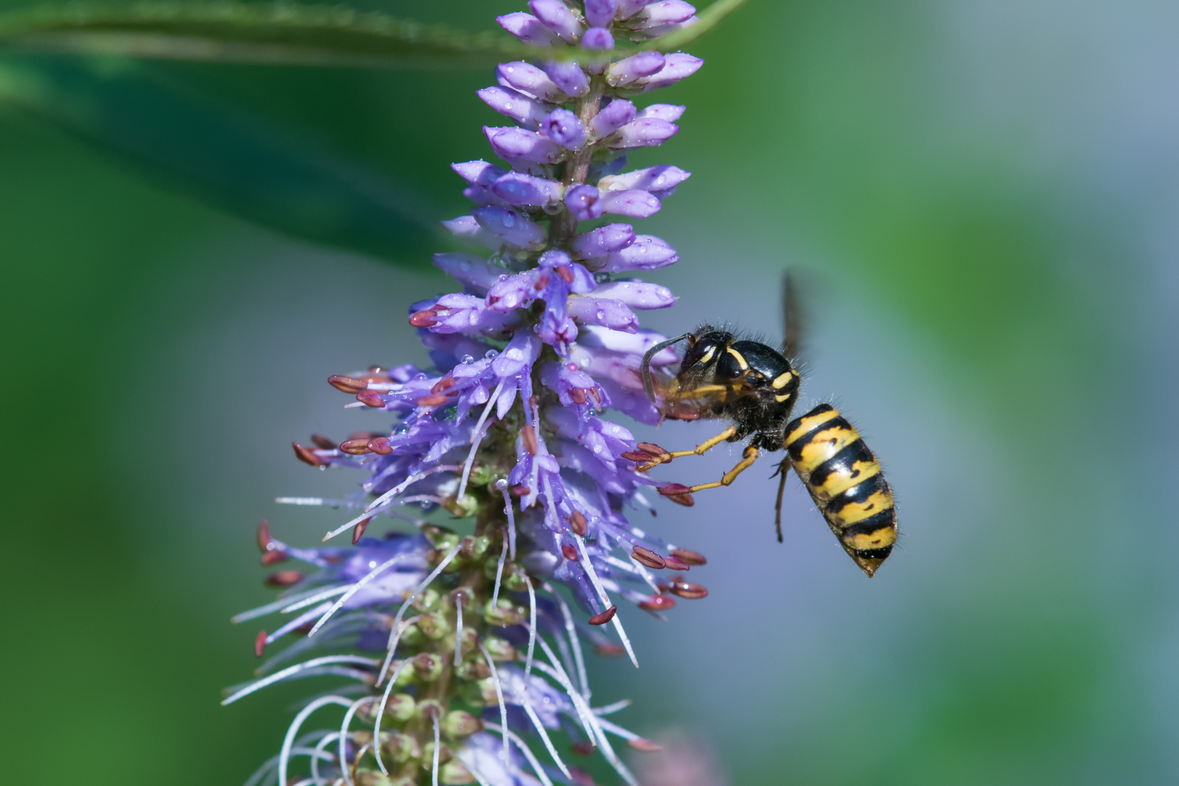Blomster for bier og pollinerende innsekter
