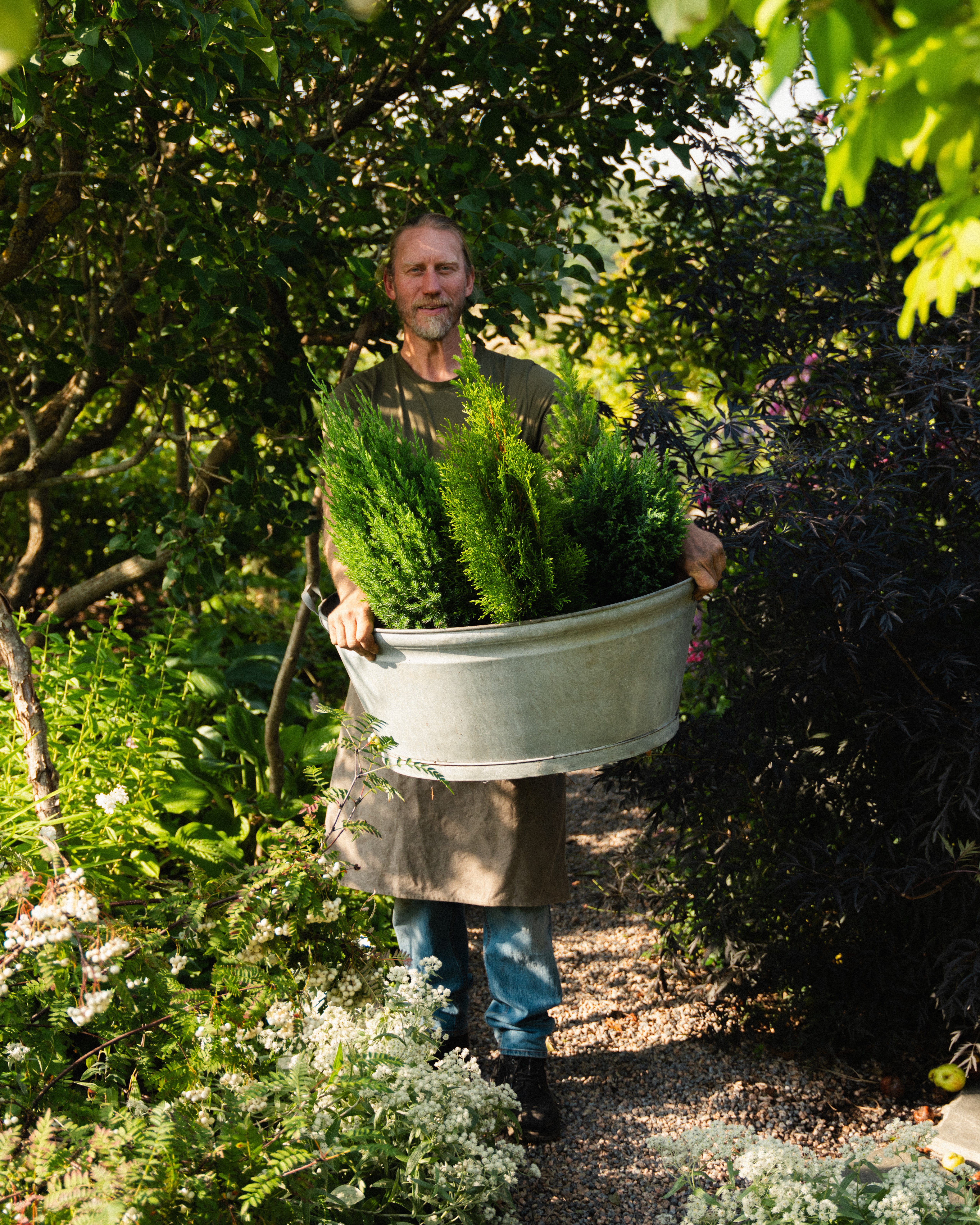 Vintergrønne planter sinkbalje