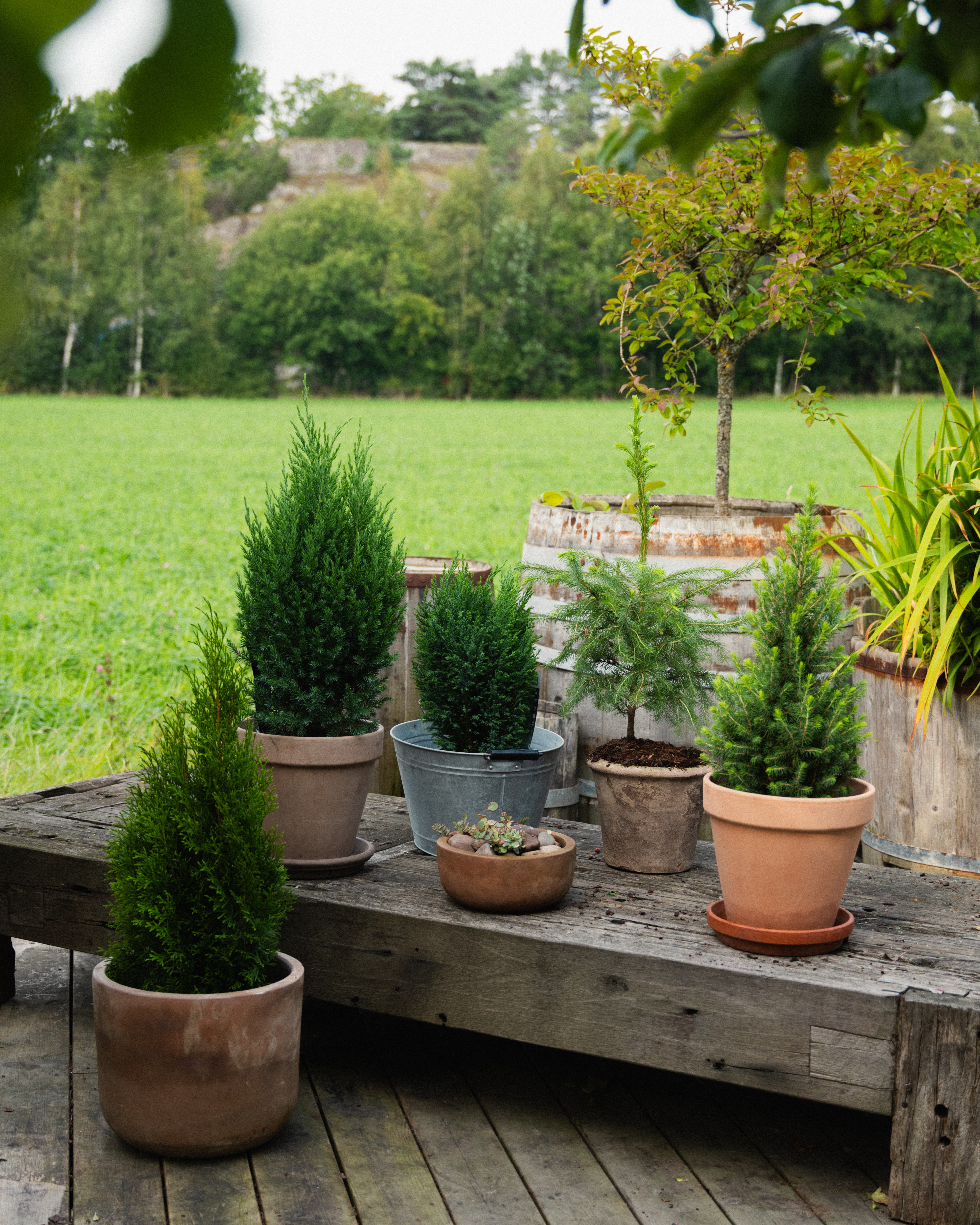 Thuja vintergrønt fin på trappa