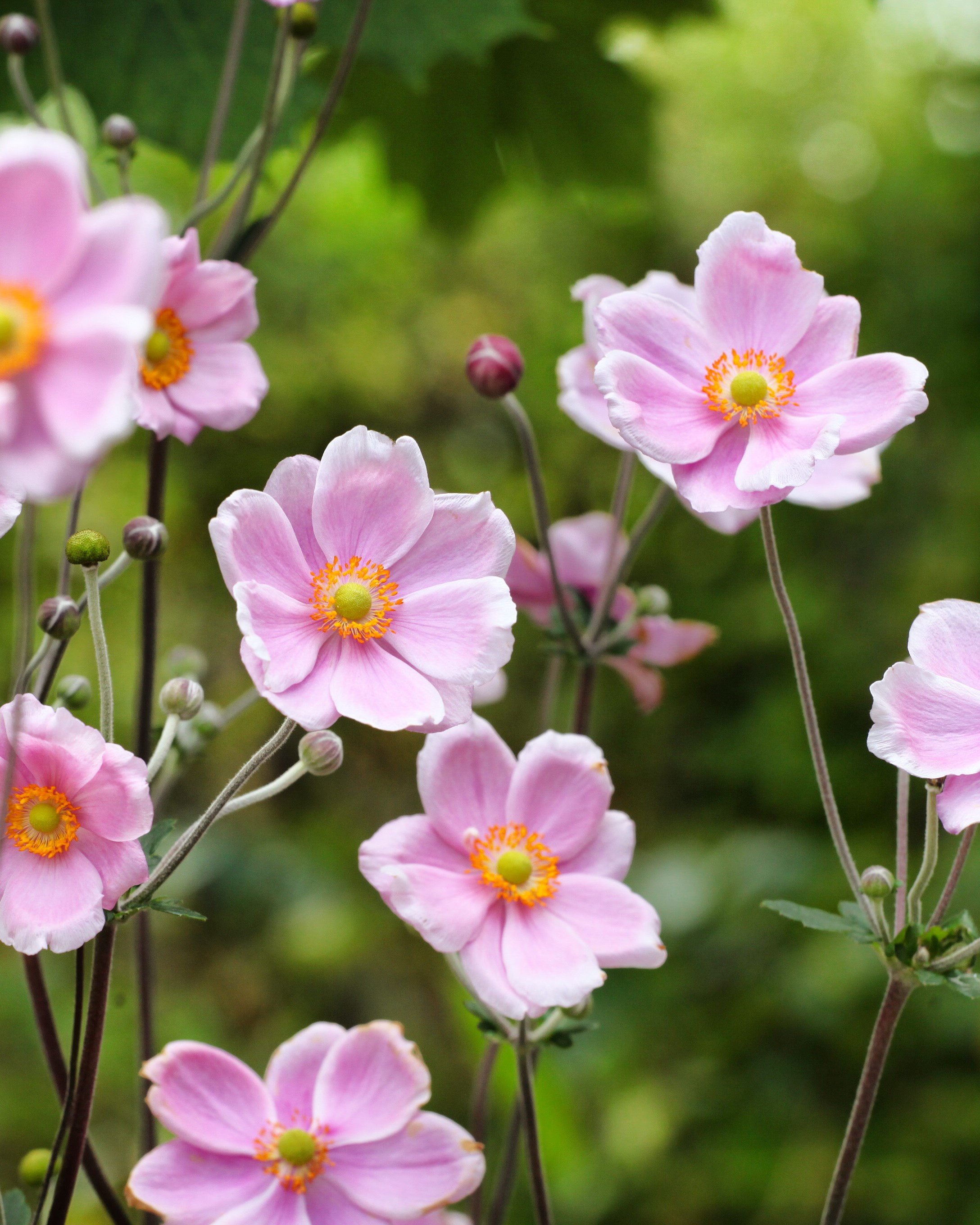 Rosa anemone i blomst