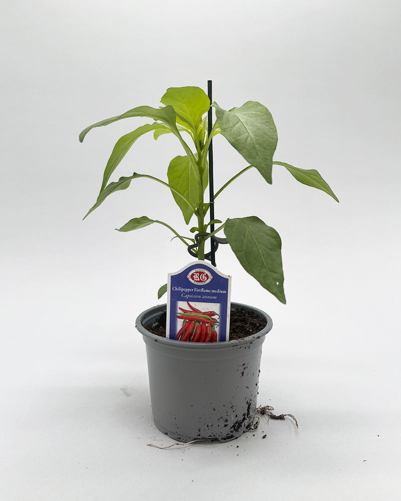 Chilipepper 'Fireflame' er en relativt mild chilisort