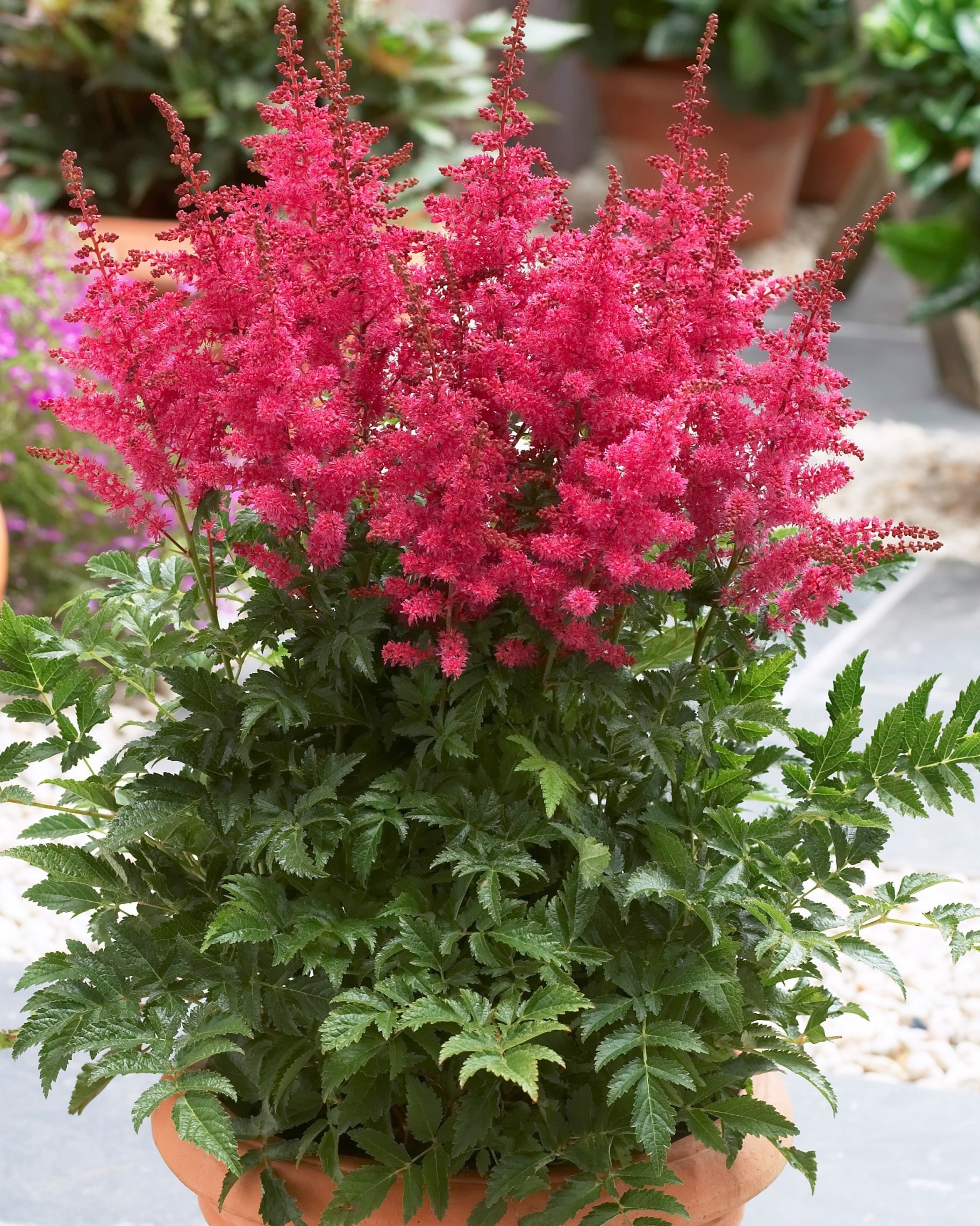 Astilbe med rosa spir i potte