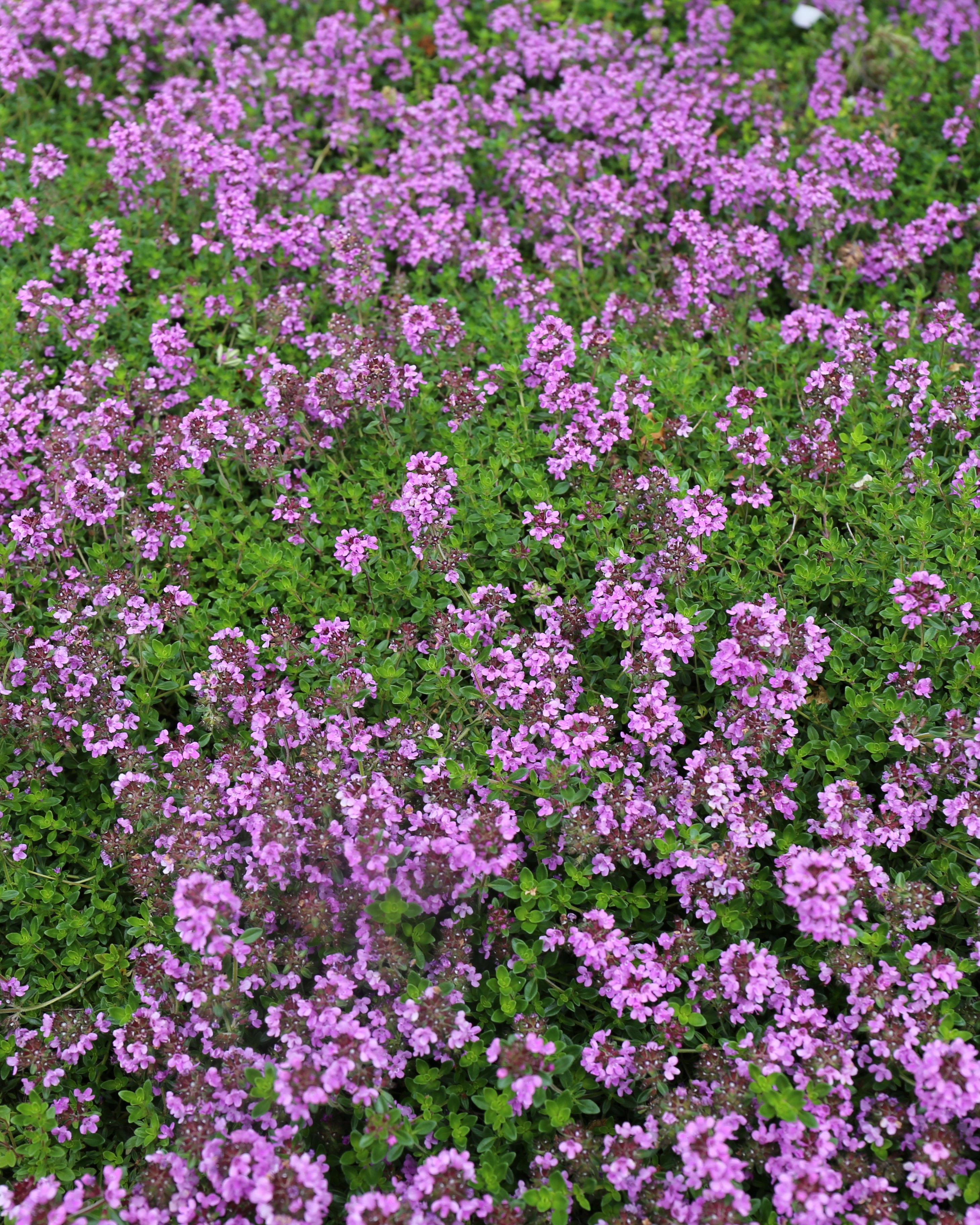 Timian med blomster