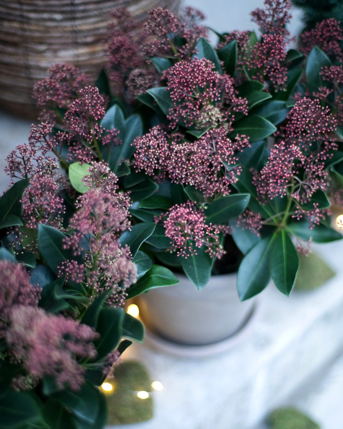 Skimmia borddekorasjon lyslenke