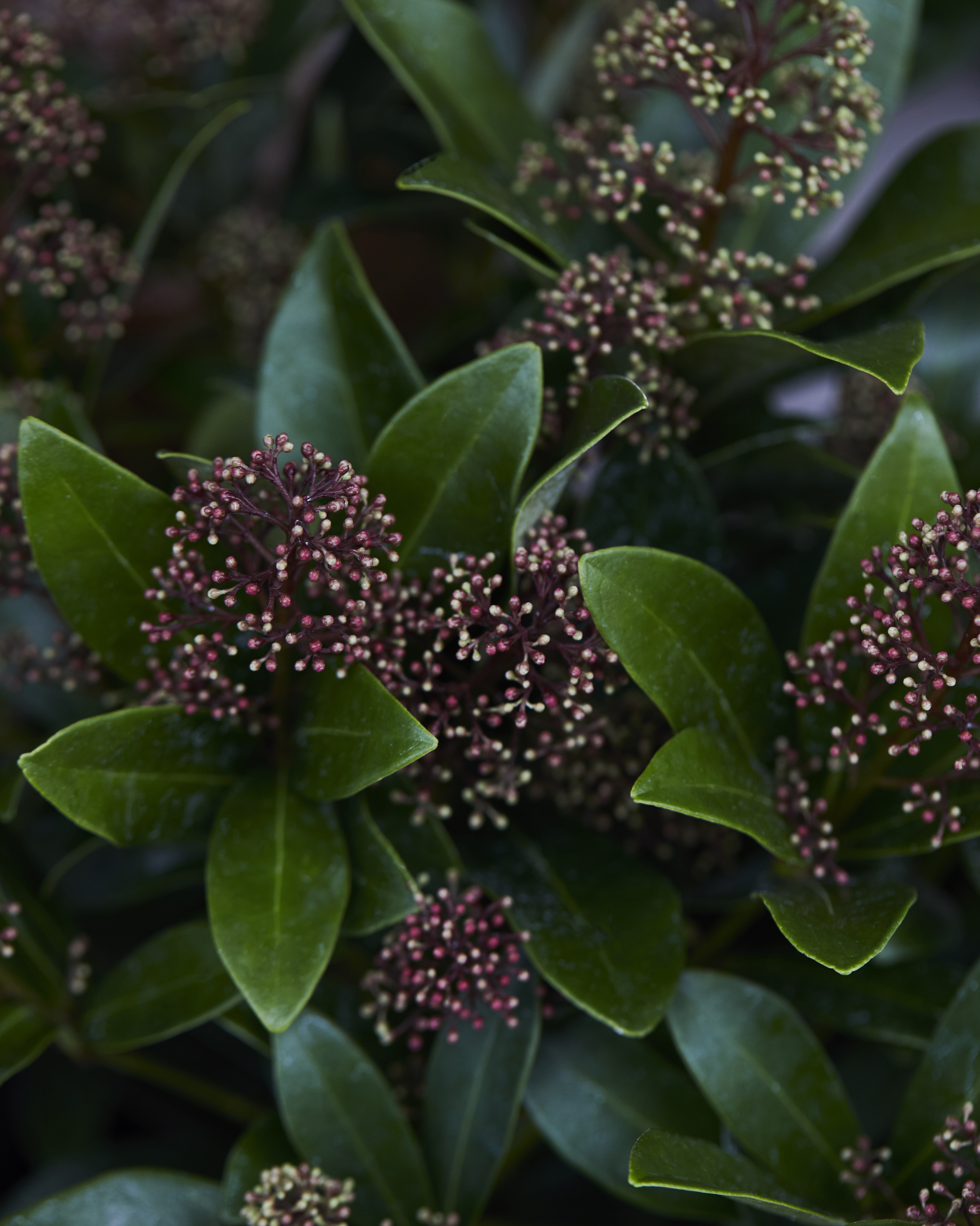 Skimmia med røde knopper og grønne blader