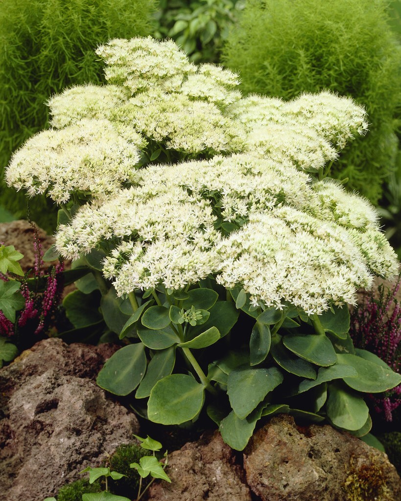 Bergknapp 'Stardust' blomstrer med hvite blomster fra august til september.