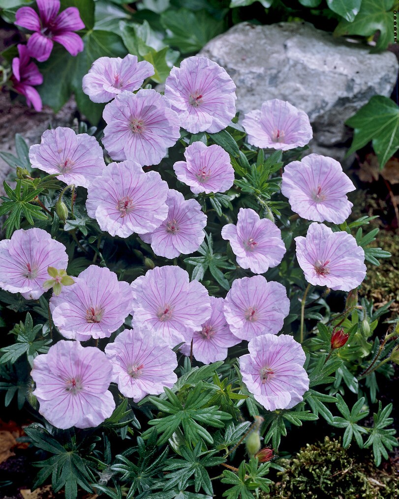 Blodstorkenebb rosa