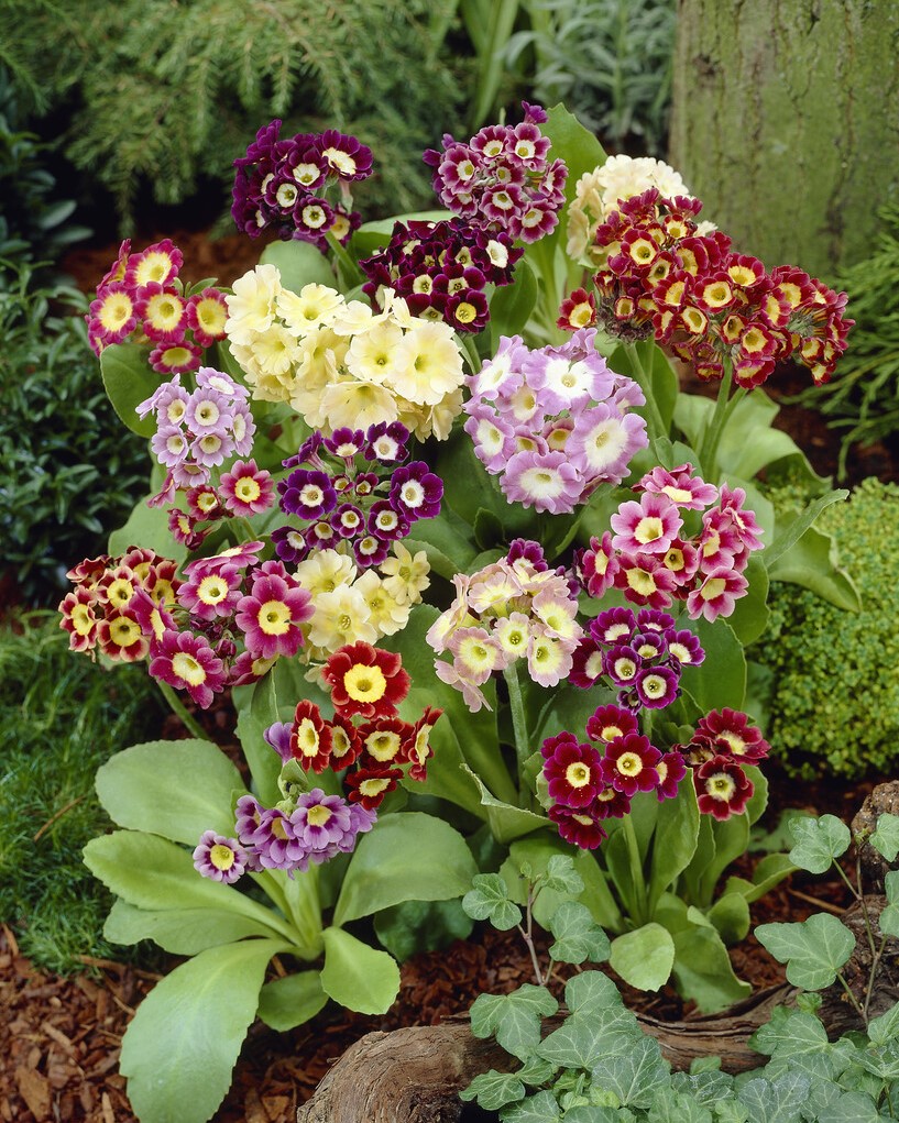 Hageaurikkel Gigantea'