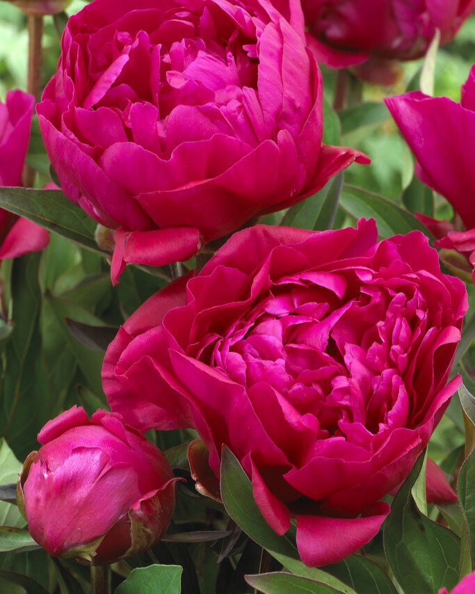 Silkepion 'Karl Rosenfield'