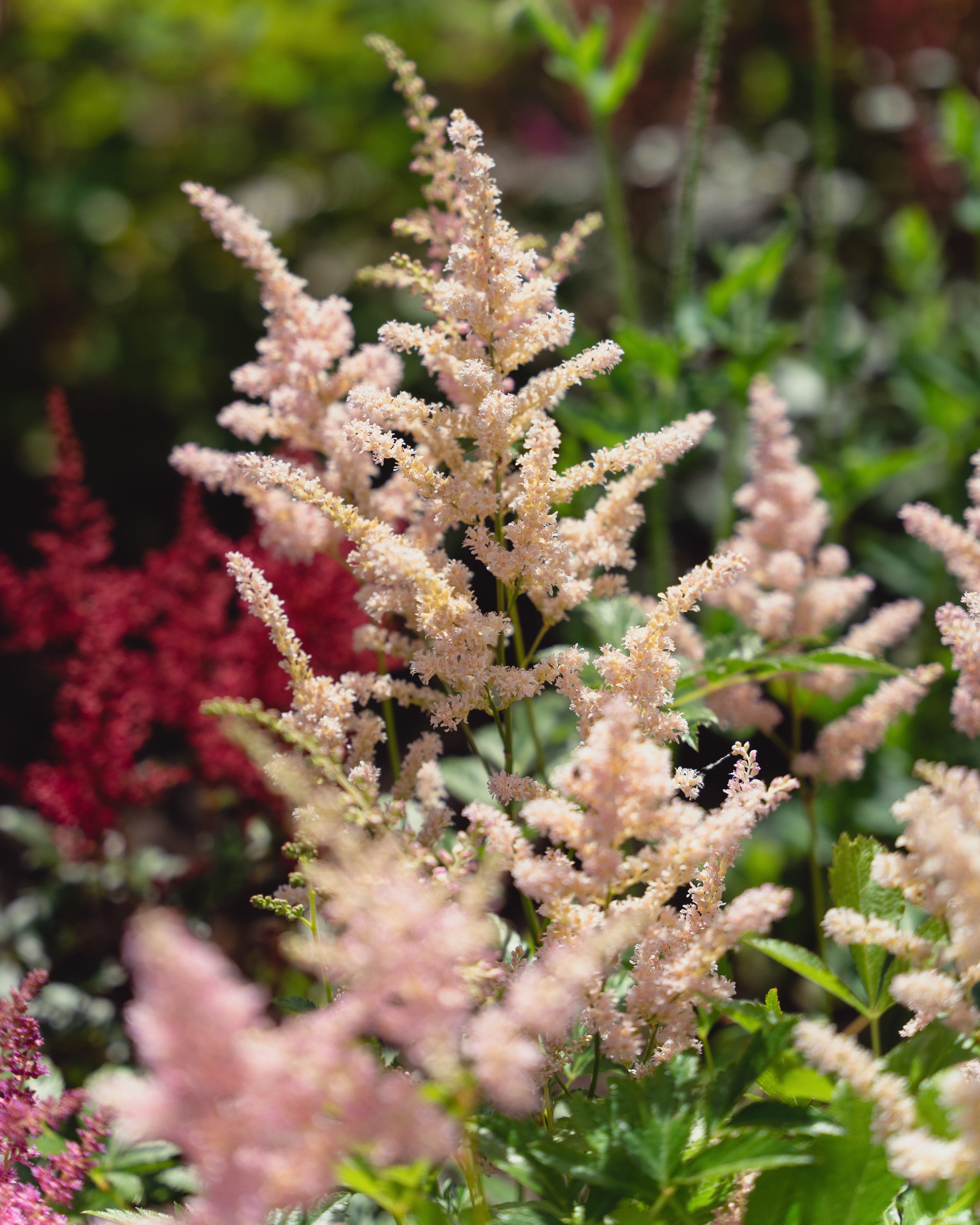 Rosa astilbe, også kalt kinaspir