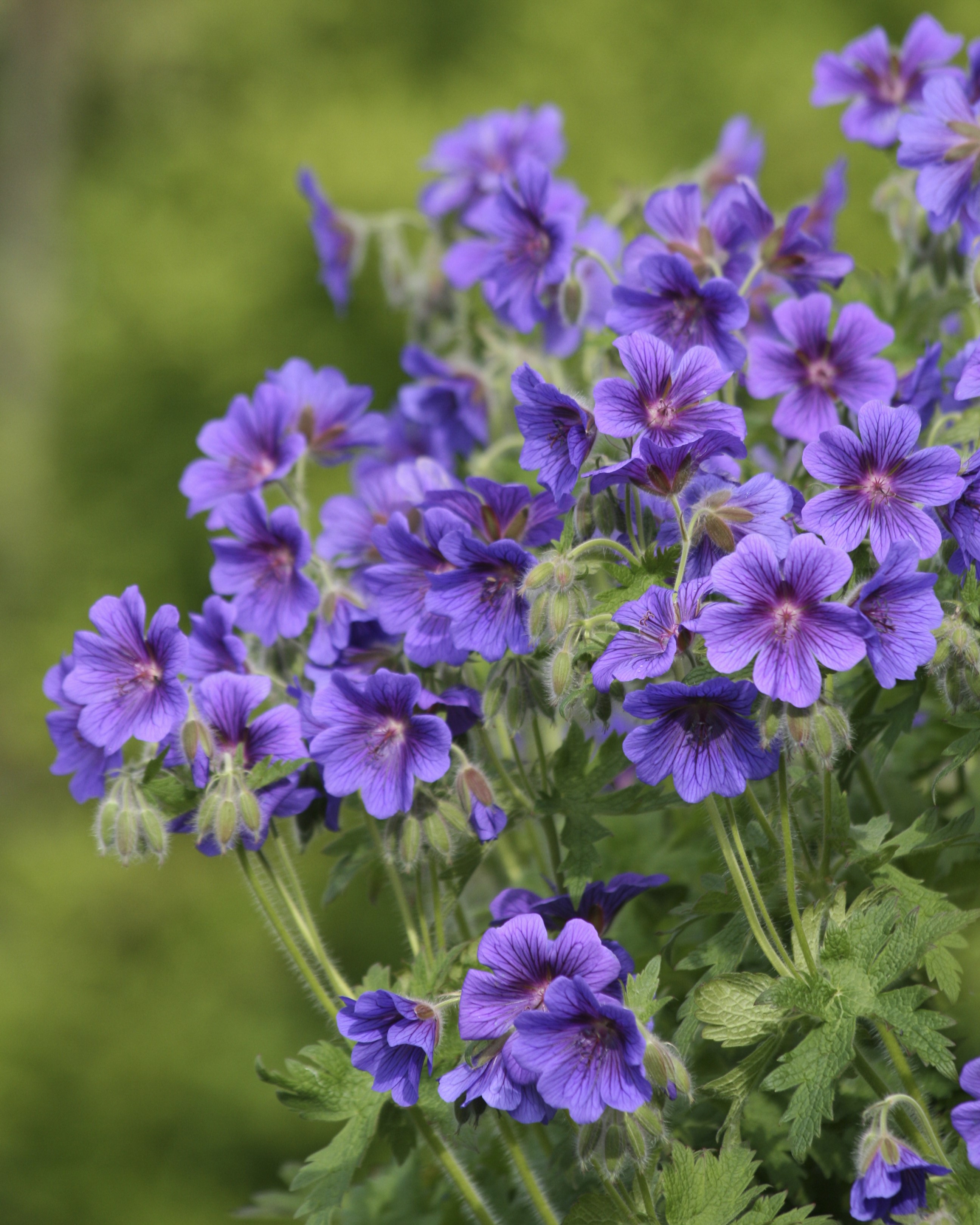 Geranium 'Rosemoor' med blålilla blomster