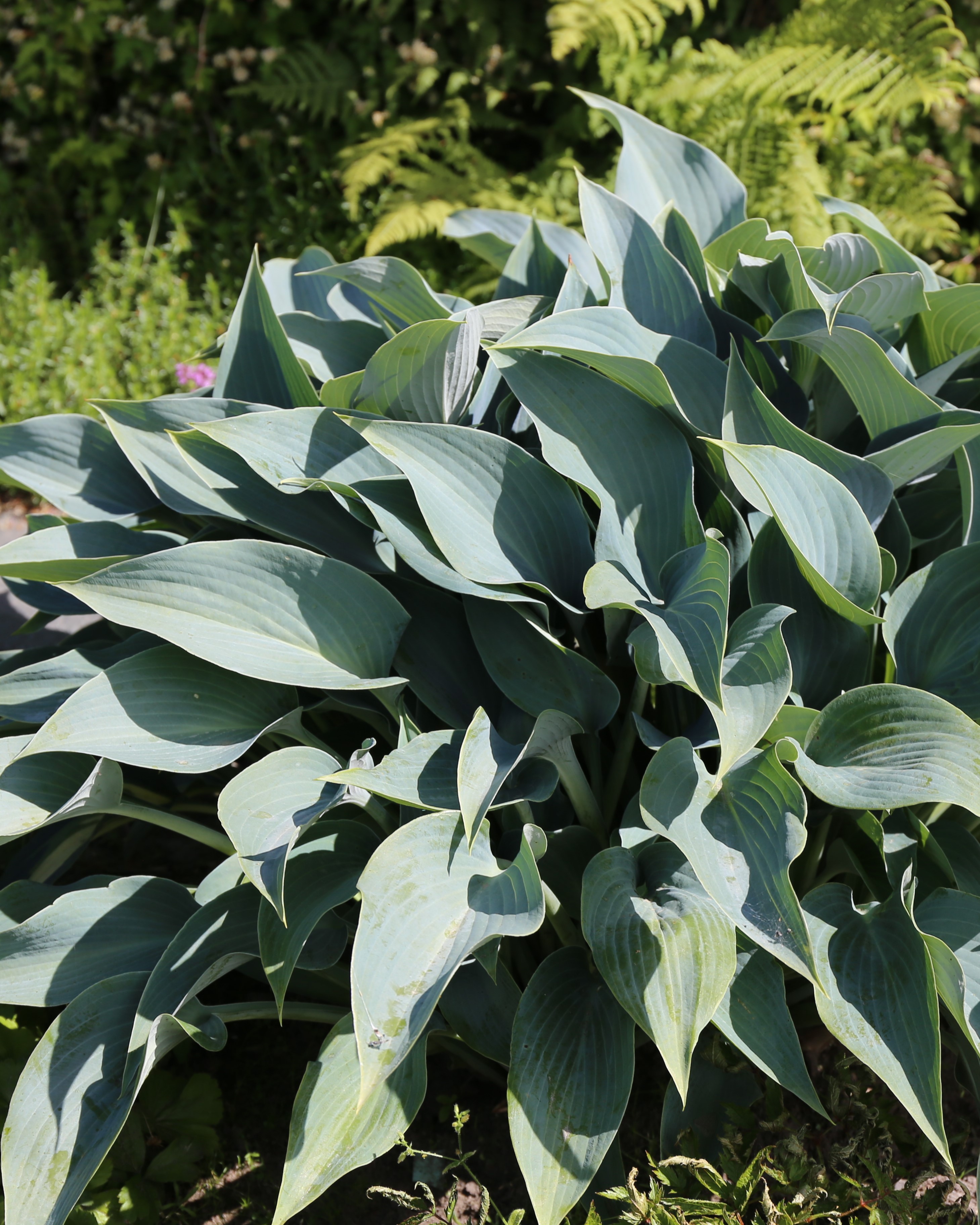 Hosta, også kalt daglilje, er en lettstelt staude