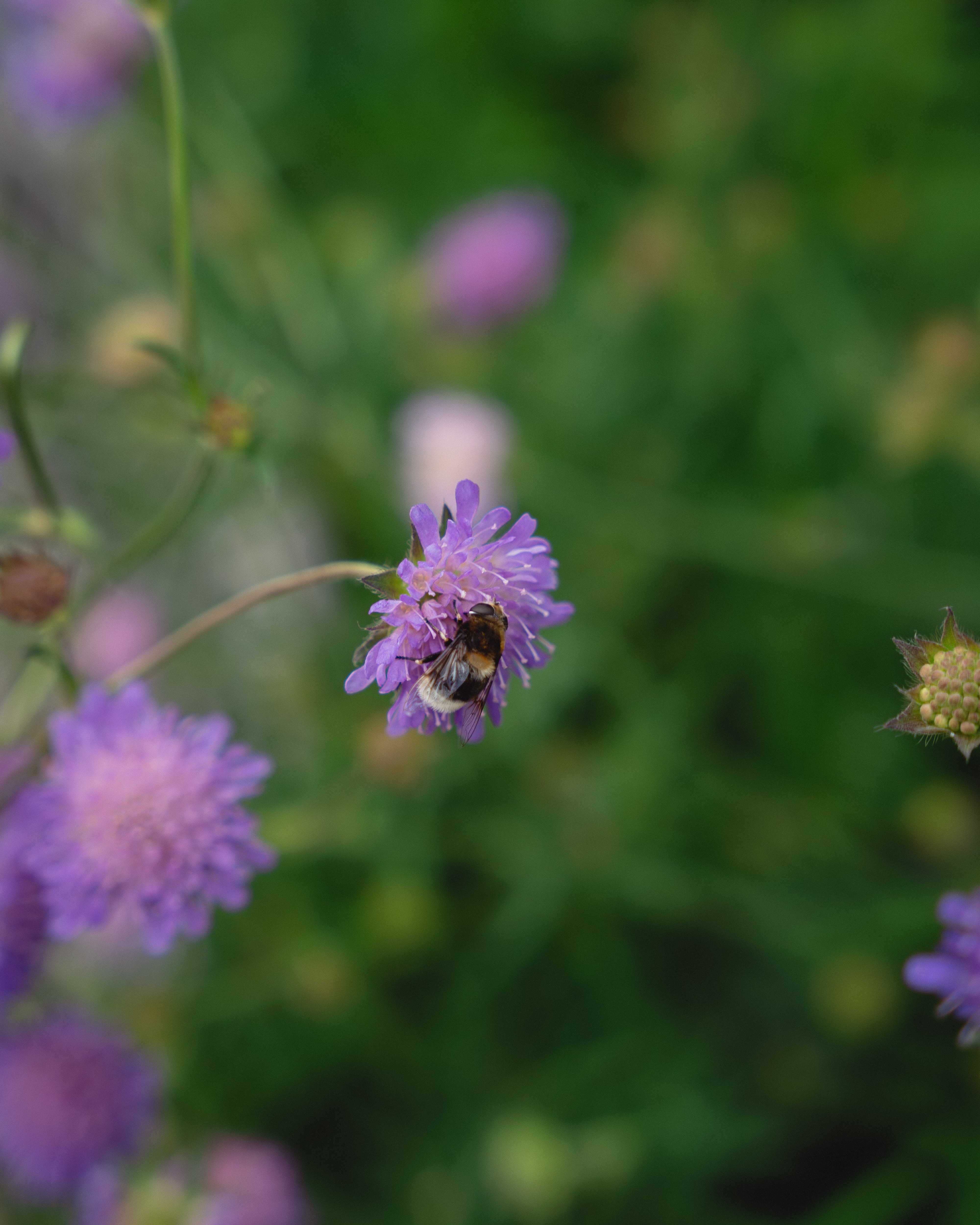 Scabiosa tiltrekker seg humler og bier