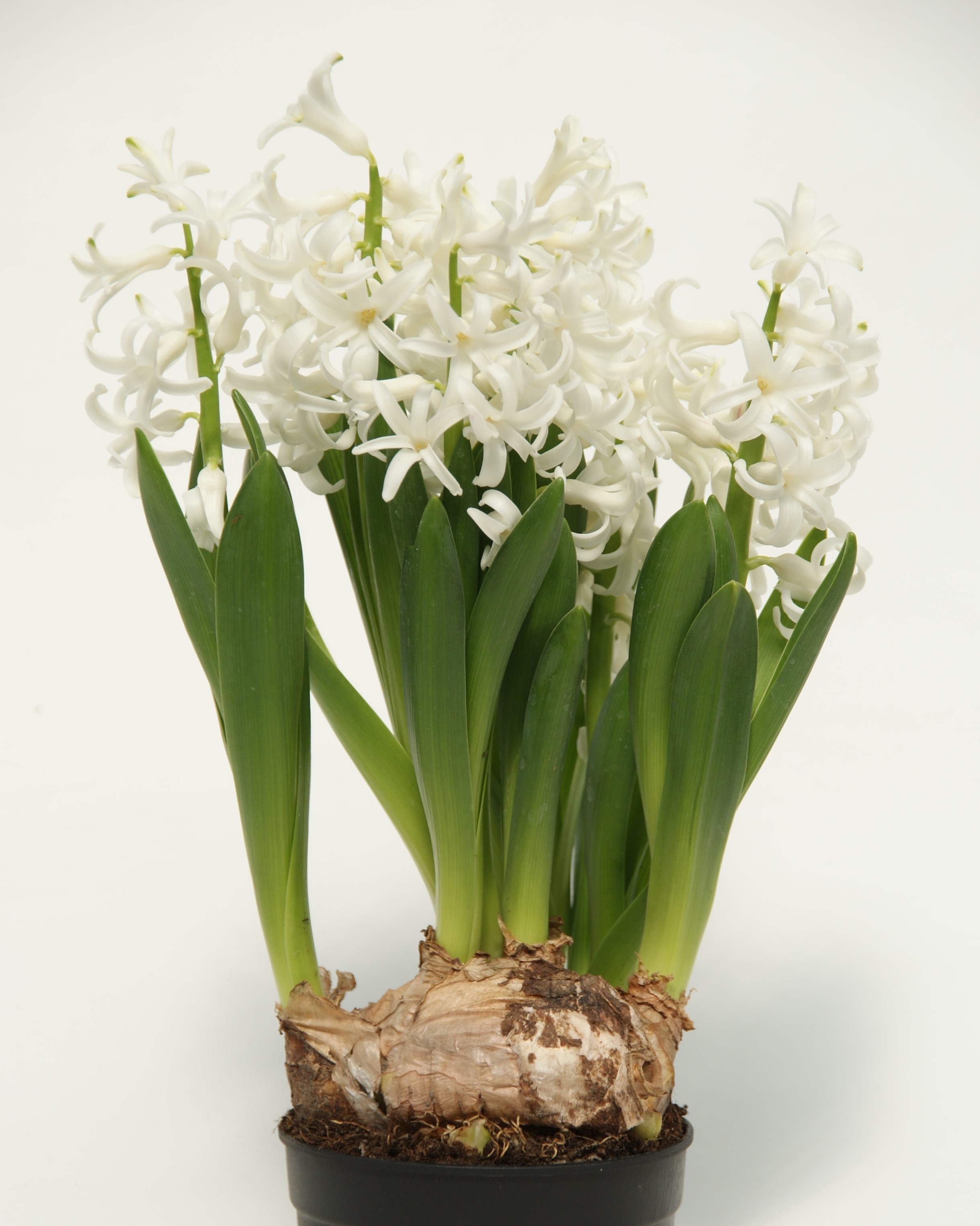 Hvite svibler i potte