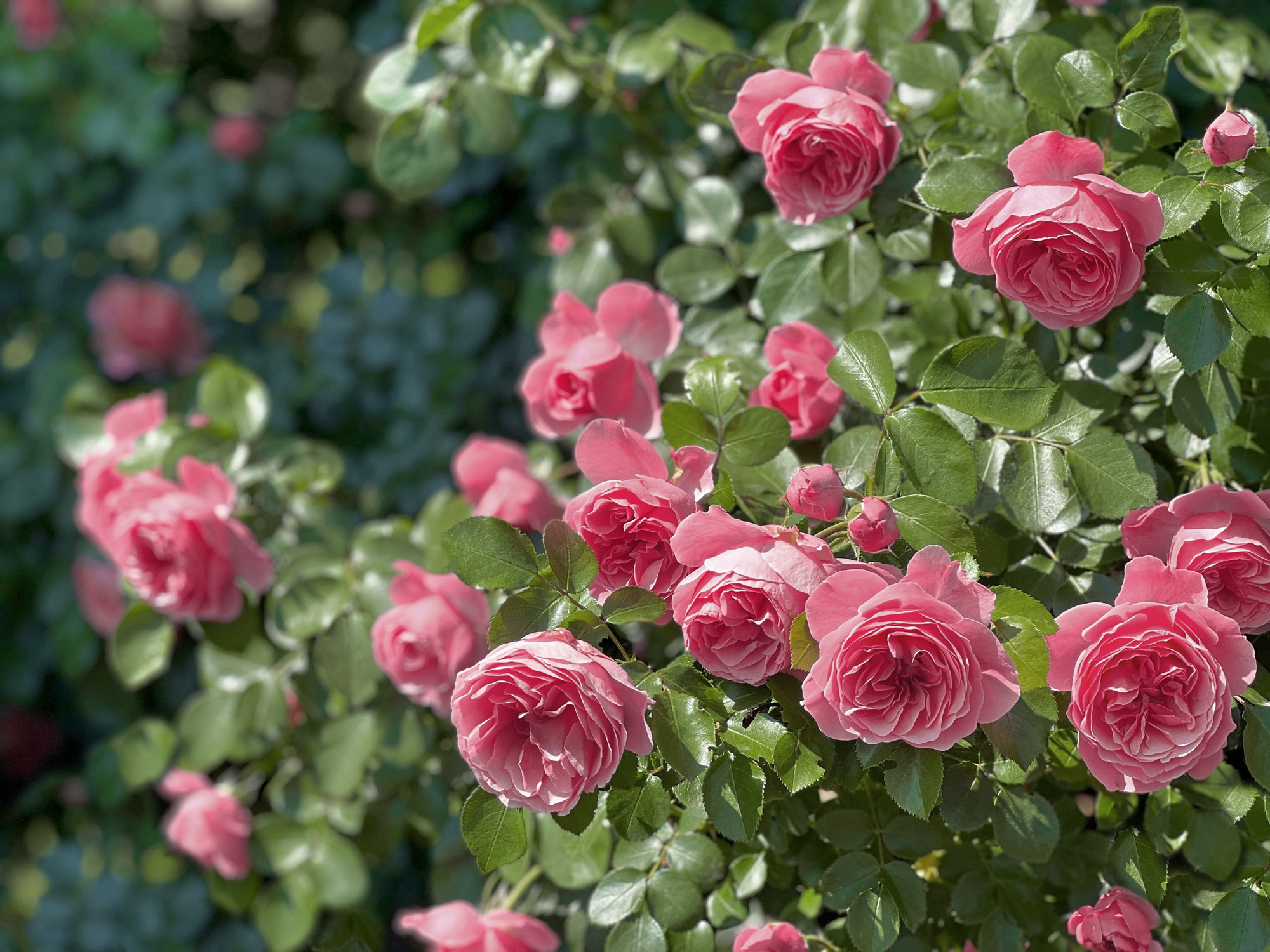 roser rosebrusk rosa