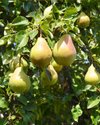 Planting og stell av pæretre