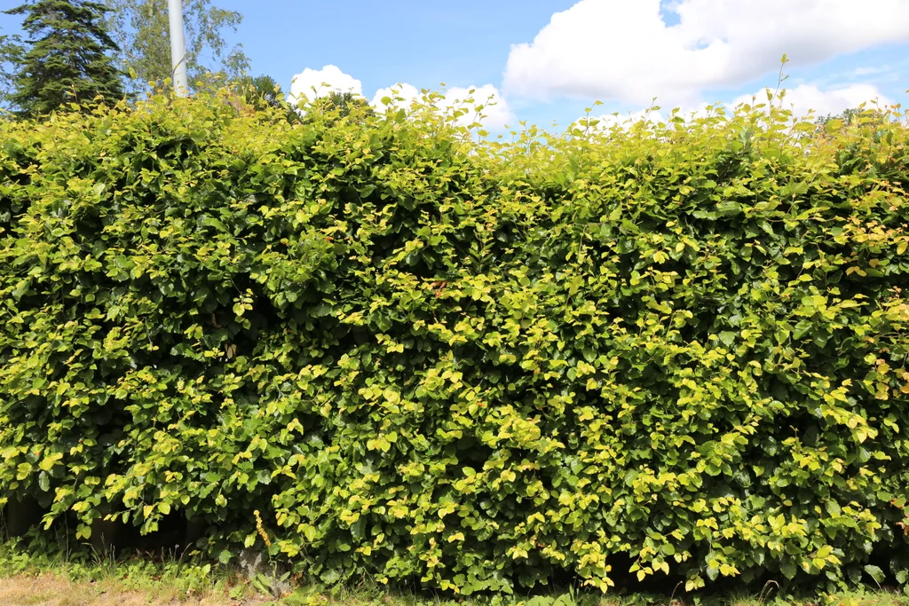 Billige Hekkplanter