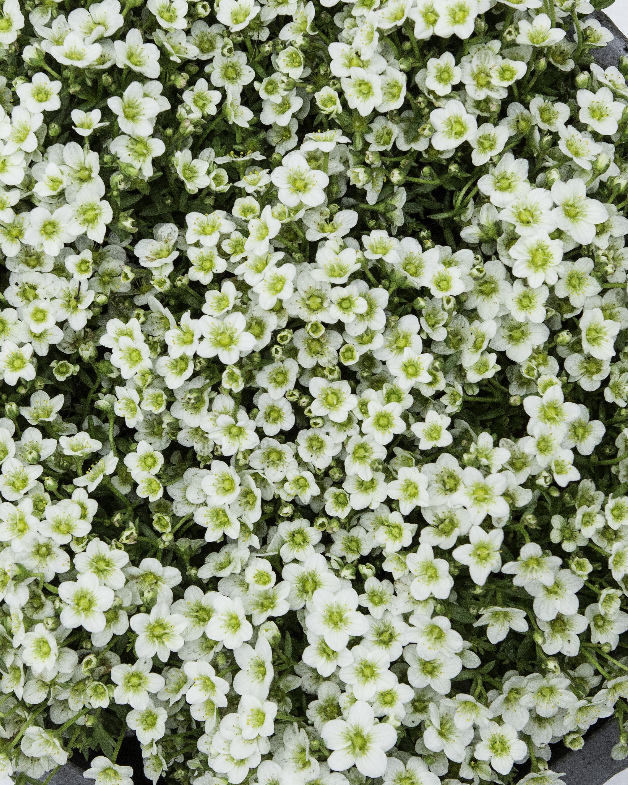 Hagesildre med hvite blomster og grønt bladverk.