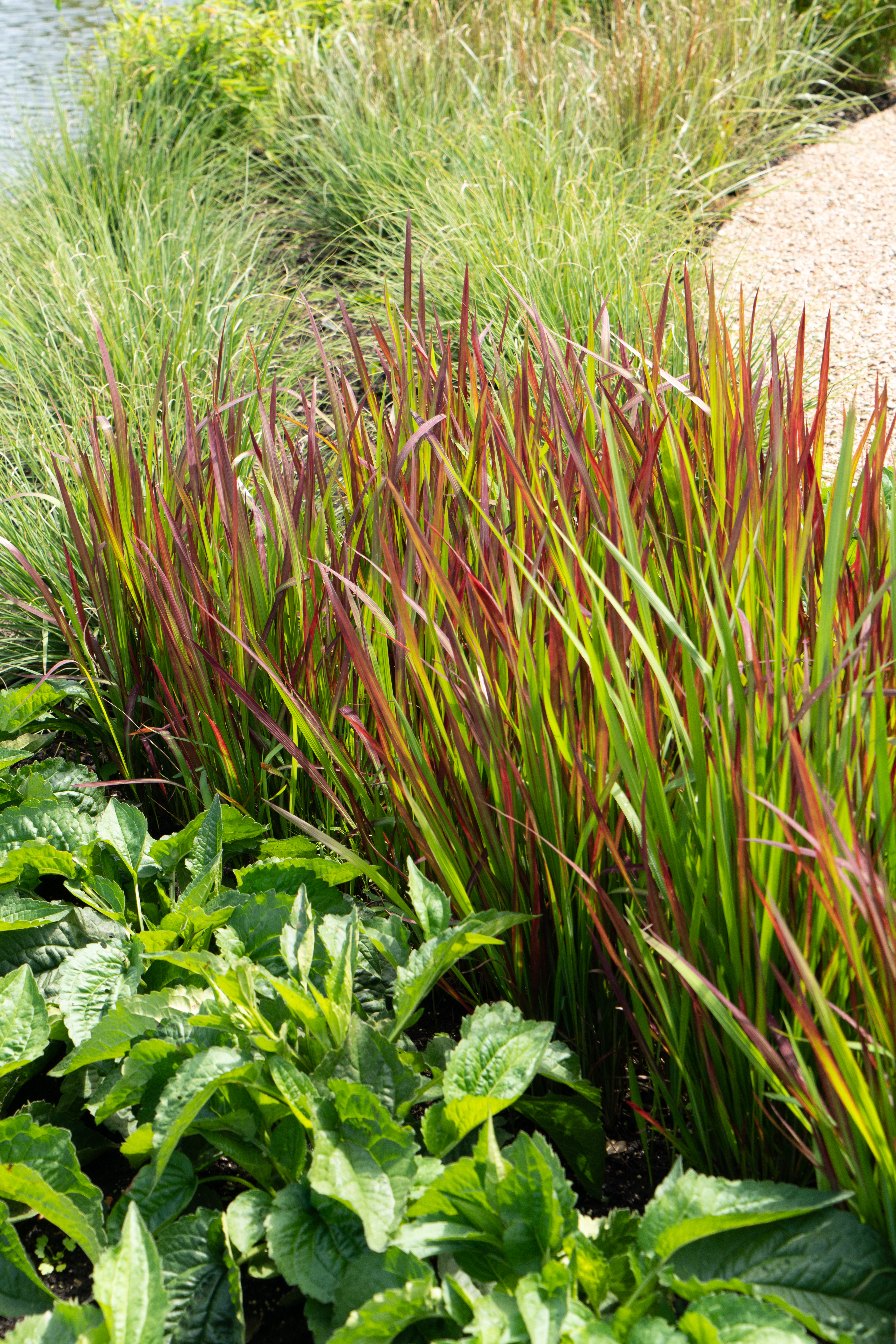 Prydgress 'Red Baron' har røde gress som blir enda rødere gjennom sommeren-.