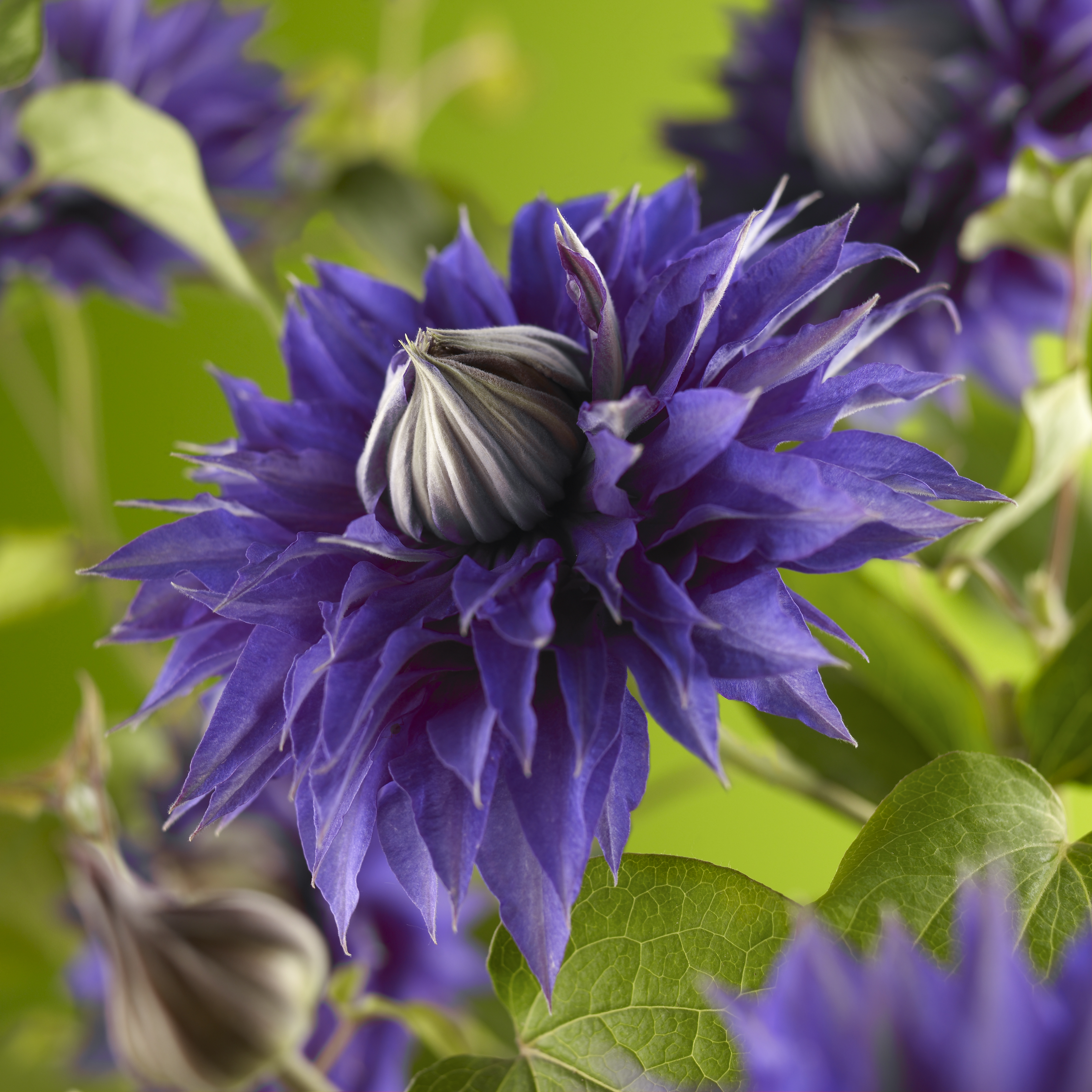 Klatreplanten klematis 'Multi Blue' med vakker blå blomst