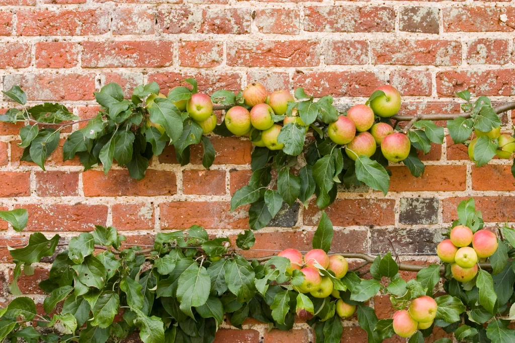 Espalier Hageland