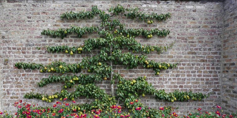 Espalier Hageland