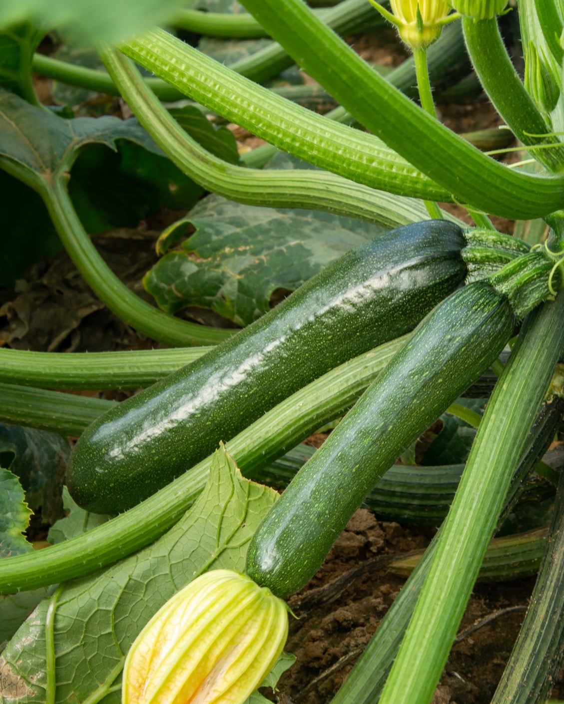 Grønn squash er lett å dyrke selv