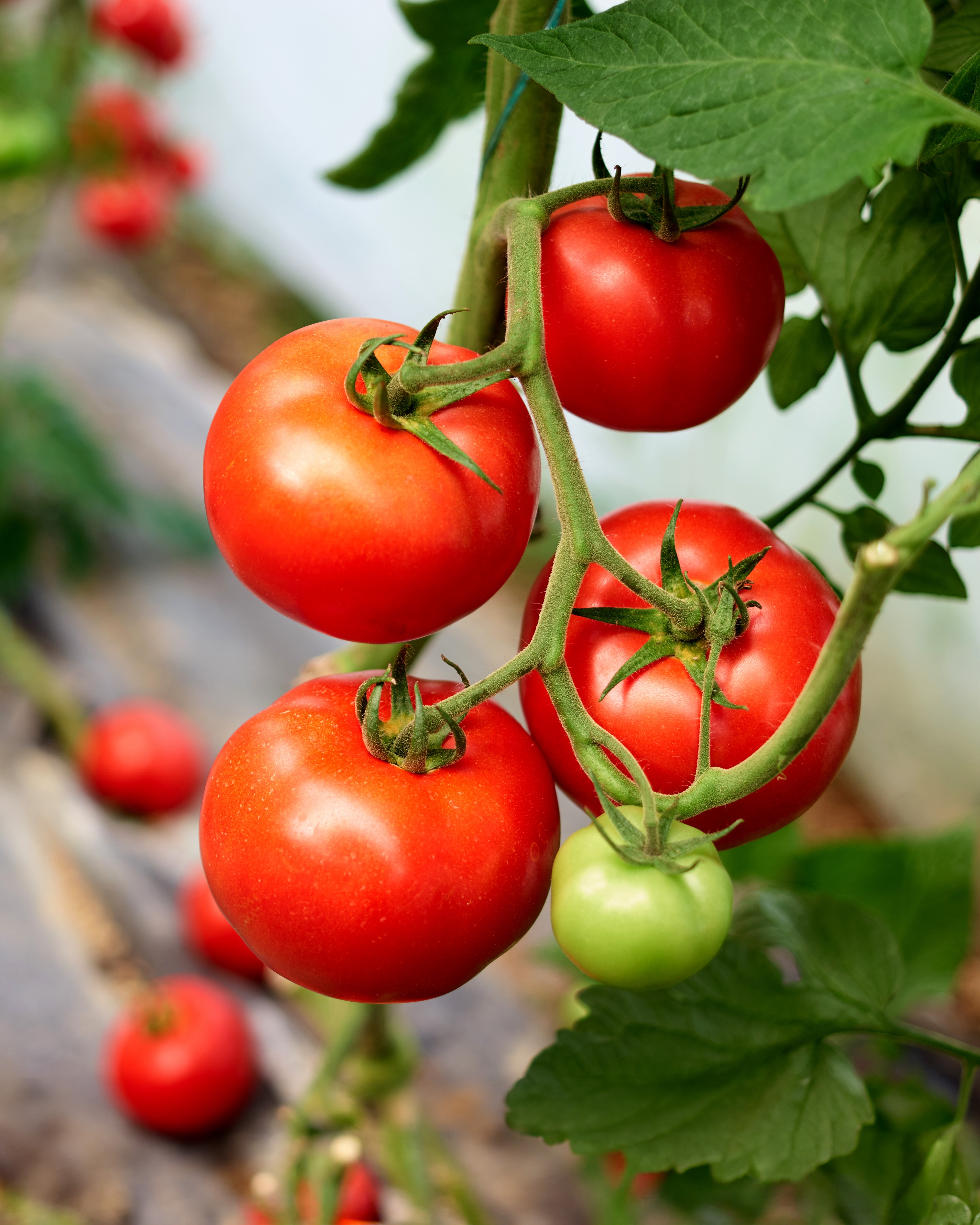 Tomatplante dyrk selv