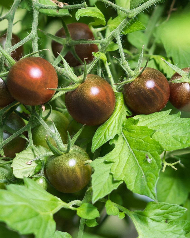 Svart tomat dyrk selv