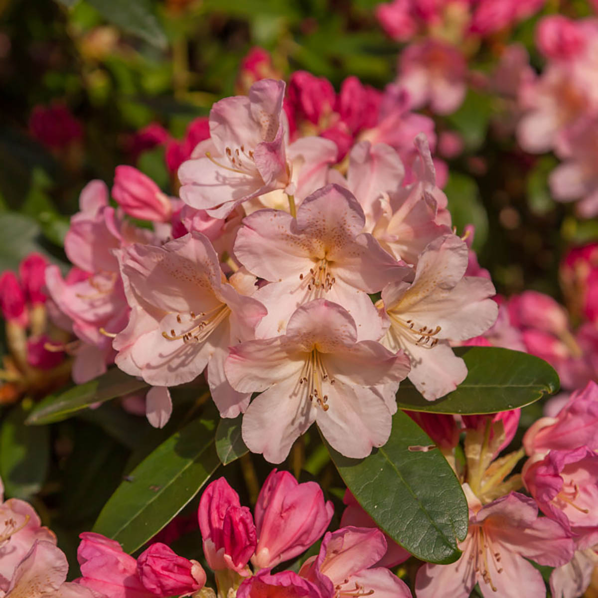 Rhododendron er en vintergrønn busk
