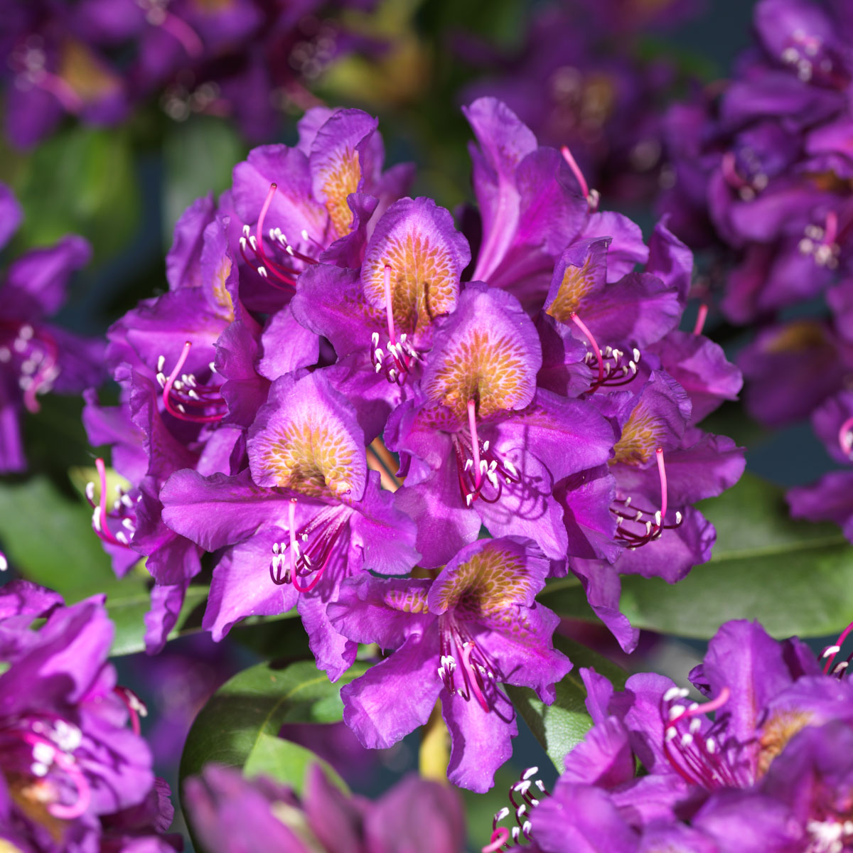Rhododendron med lilla blomster