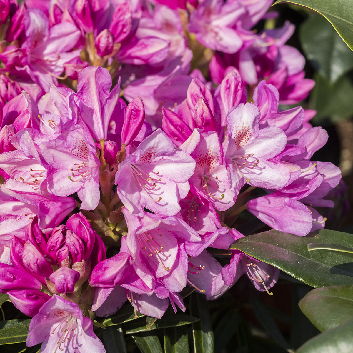 Rhododendron med rosa blomster