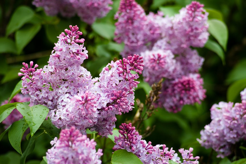 Beskjaere Rhododendron