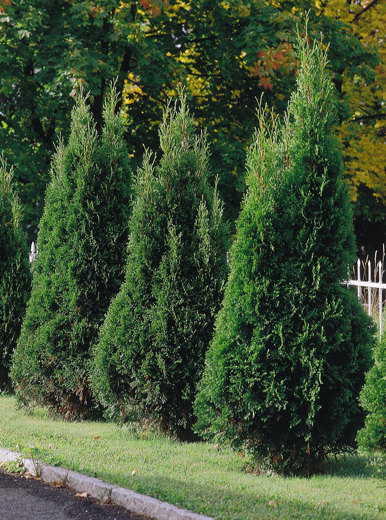 Thuja er en populær hekkplante