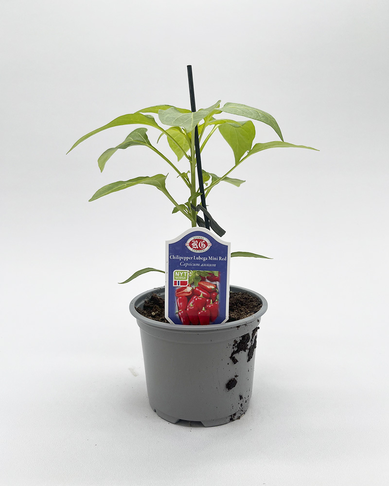 Chilipepper er lett å dyrke selv