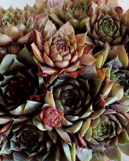 Sempervivum spp. P12 Bronze