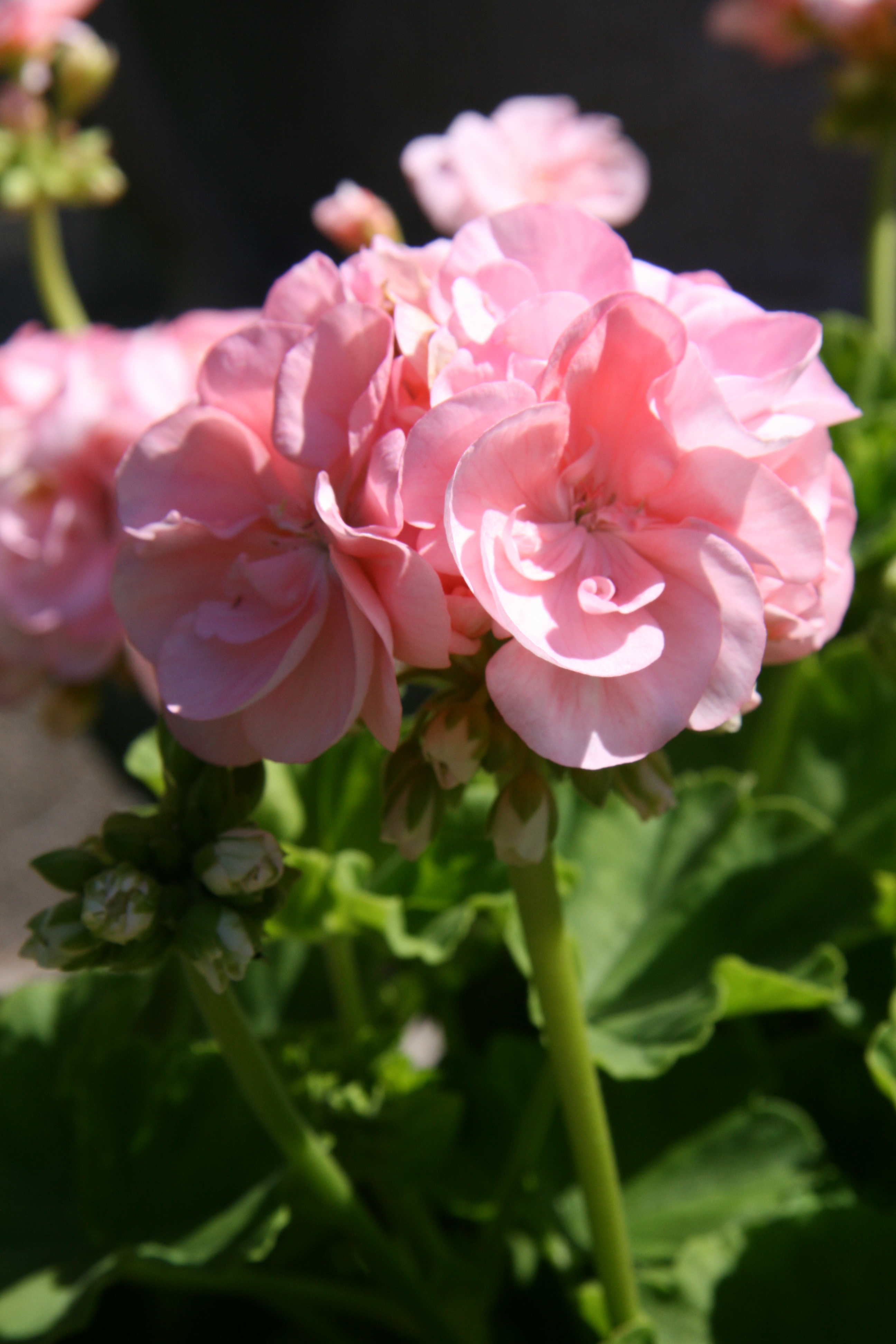 pelargonia