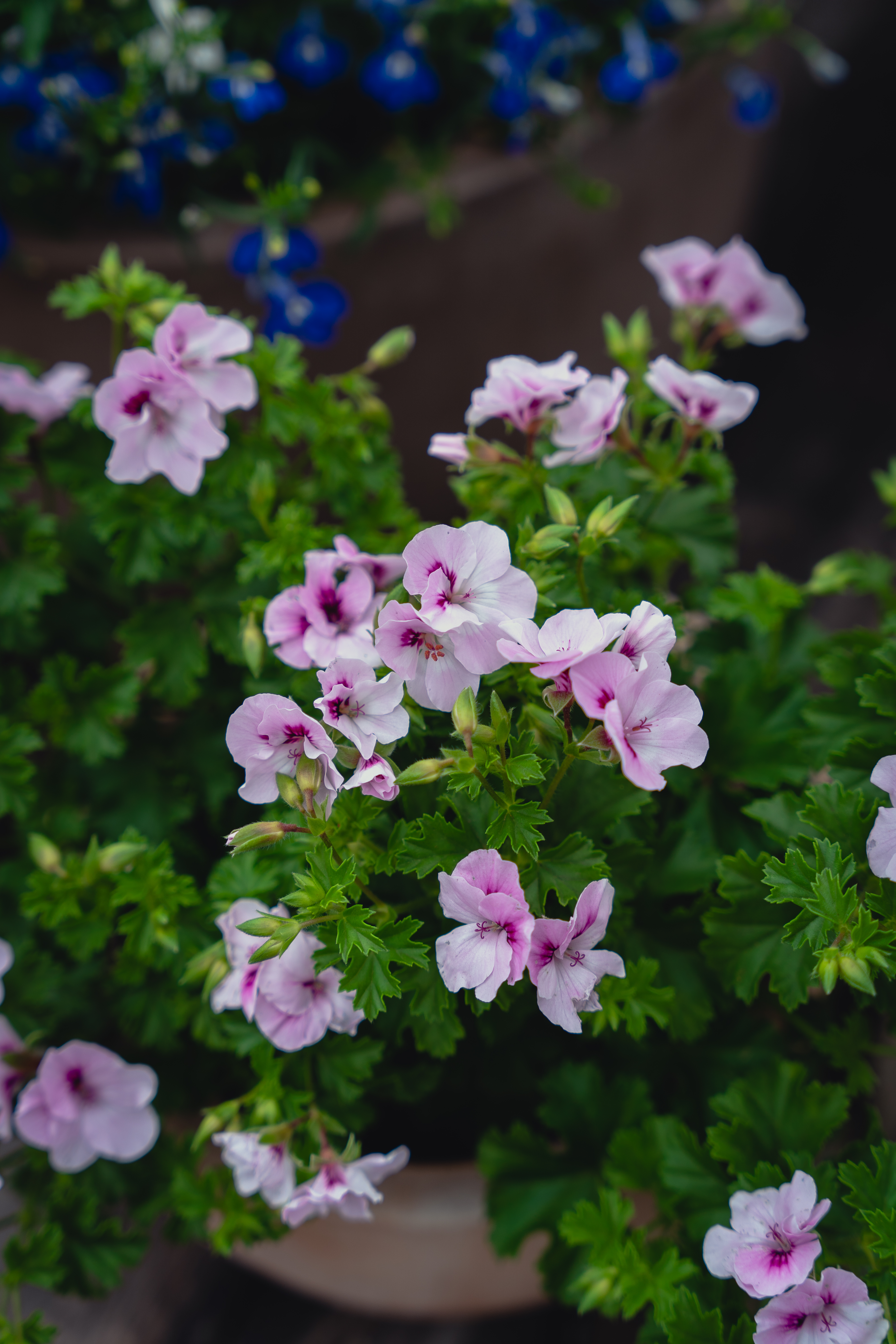 pelargonia