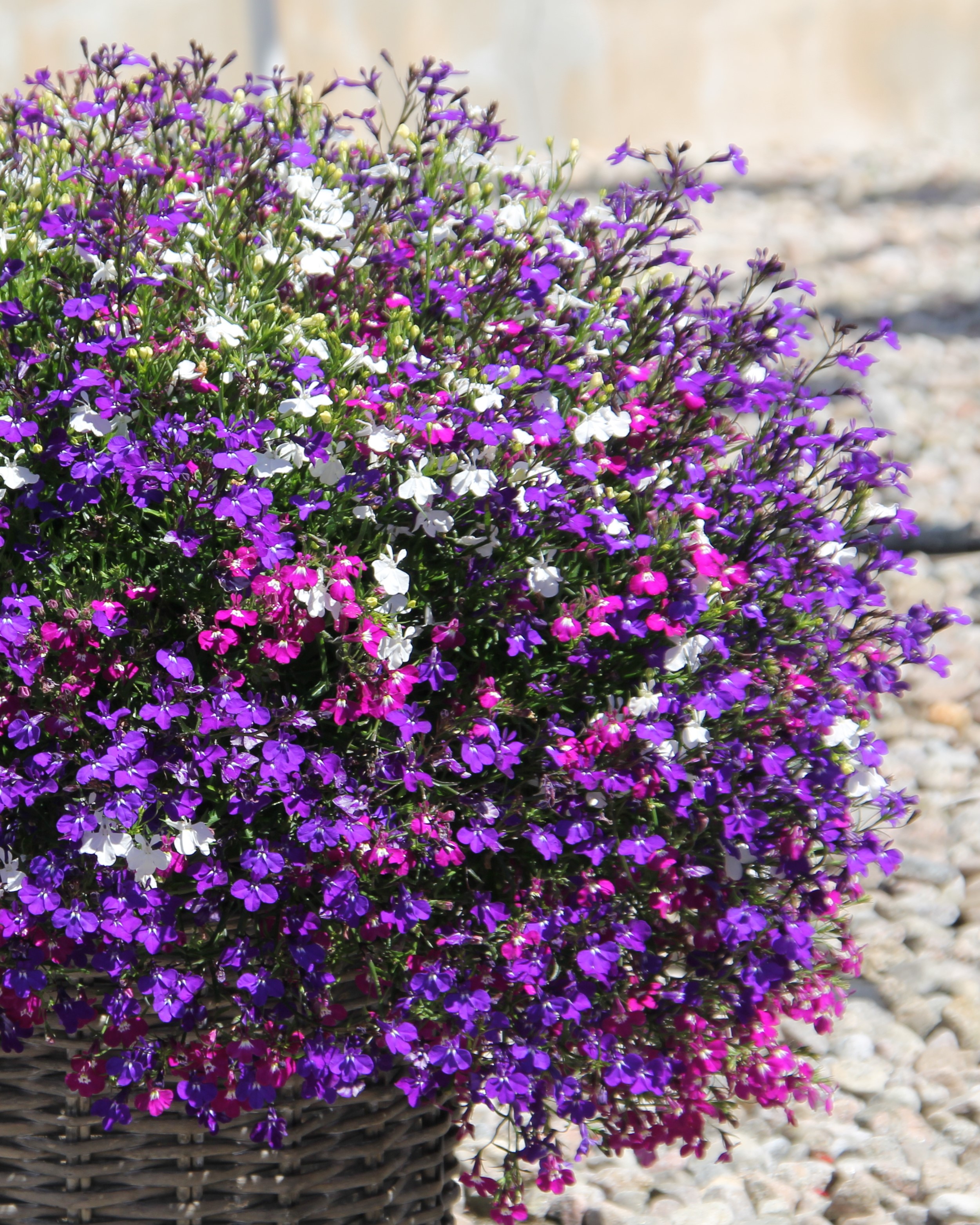 Lobelia fargerik sommerblomst