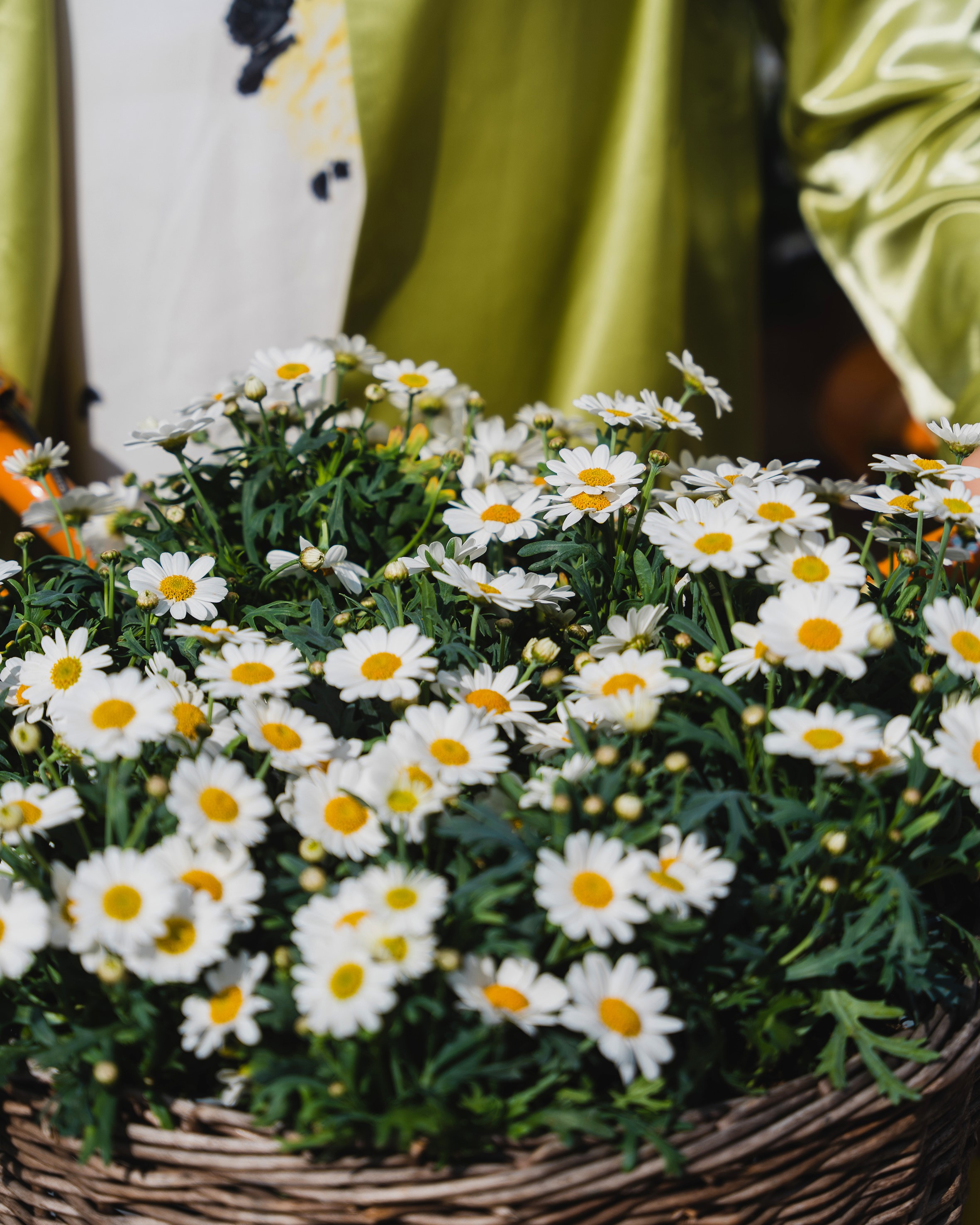 Hvit margeritt lettstelt sommerblomst