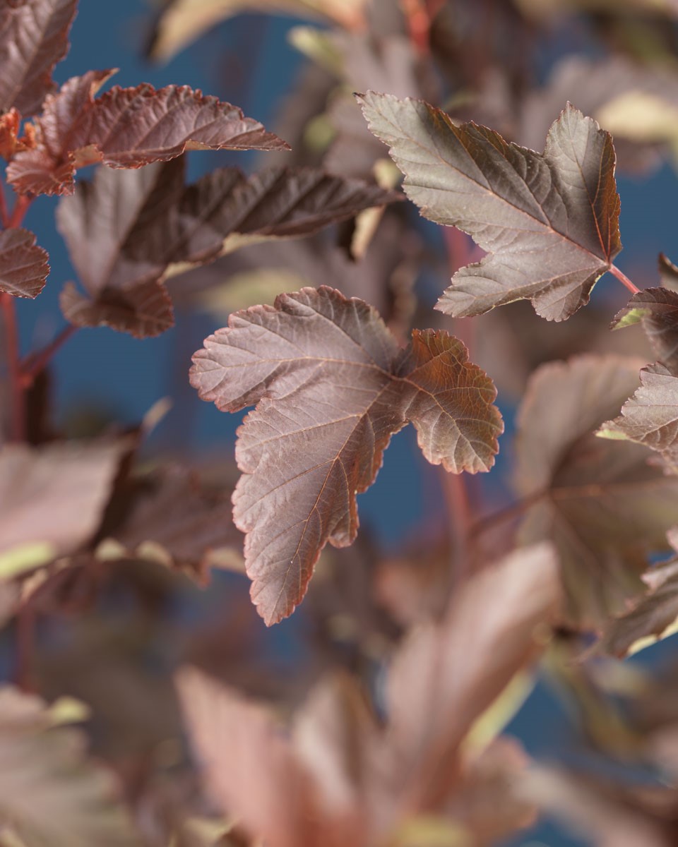 Blærespirea 'Diabolo' rødbrune blader