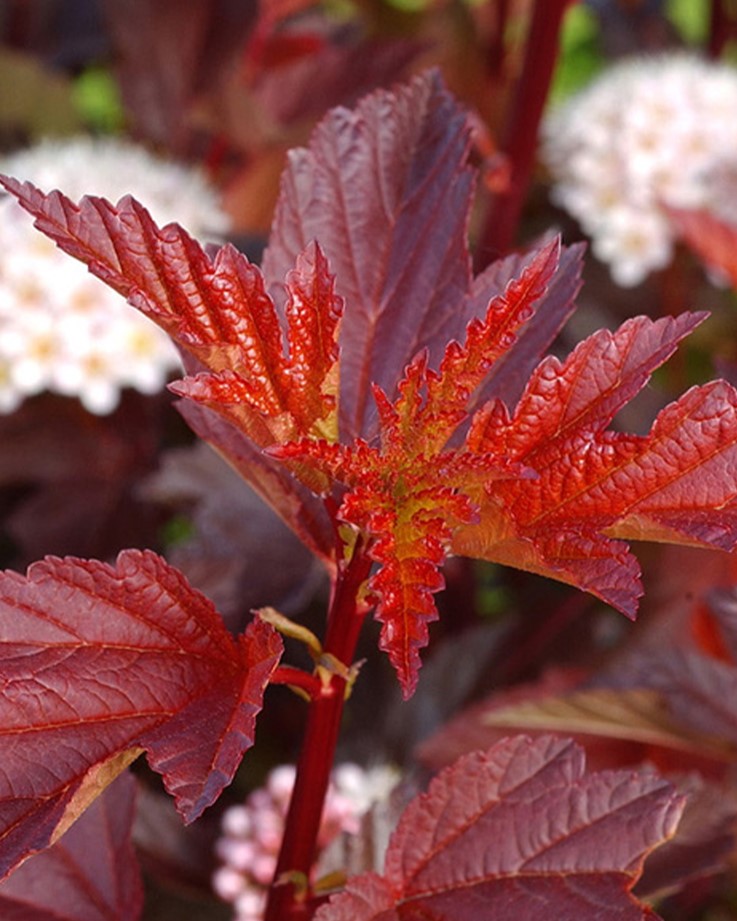 Blærespirea 'Lady in Red' med røde blader