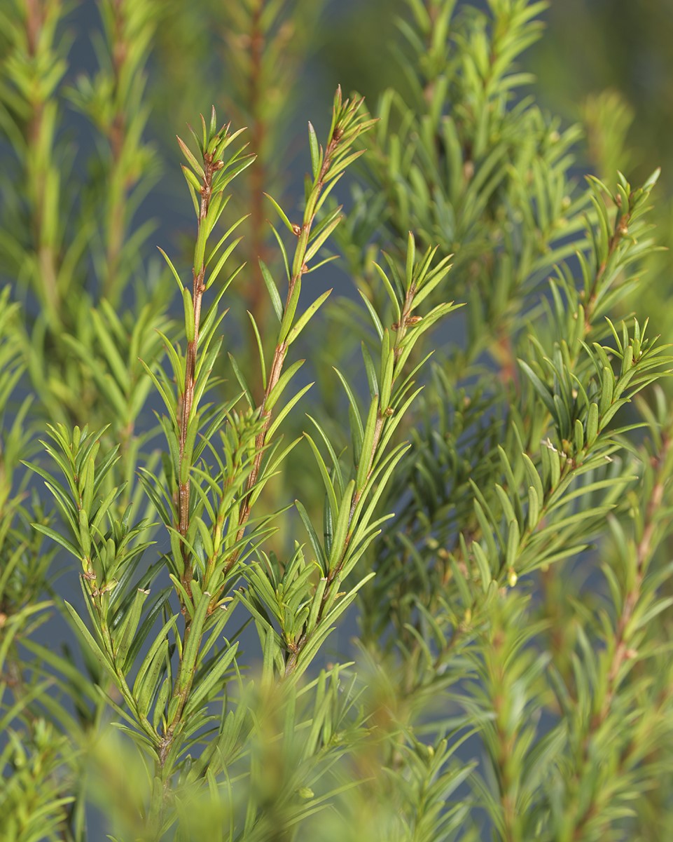 Hybridbarlind hekkplanter med skudd