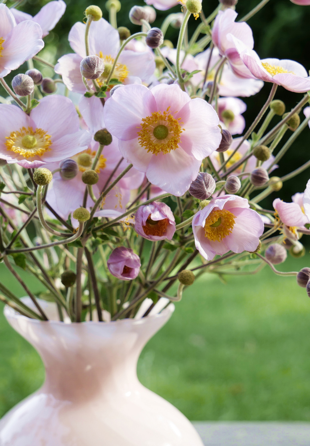 anemone i vase