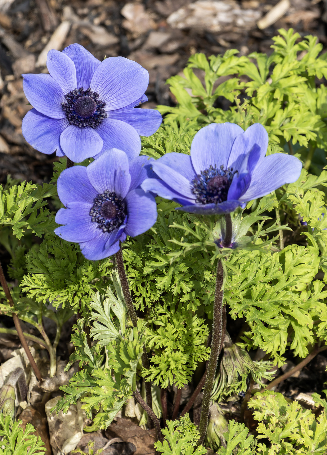 anemone coronaria