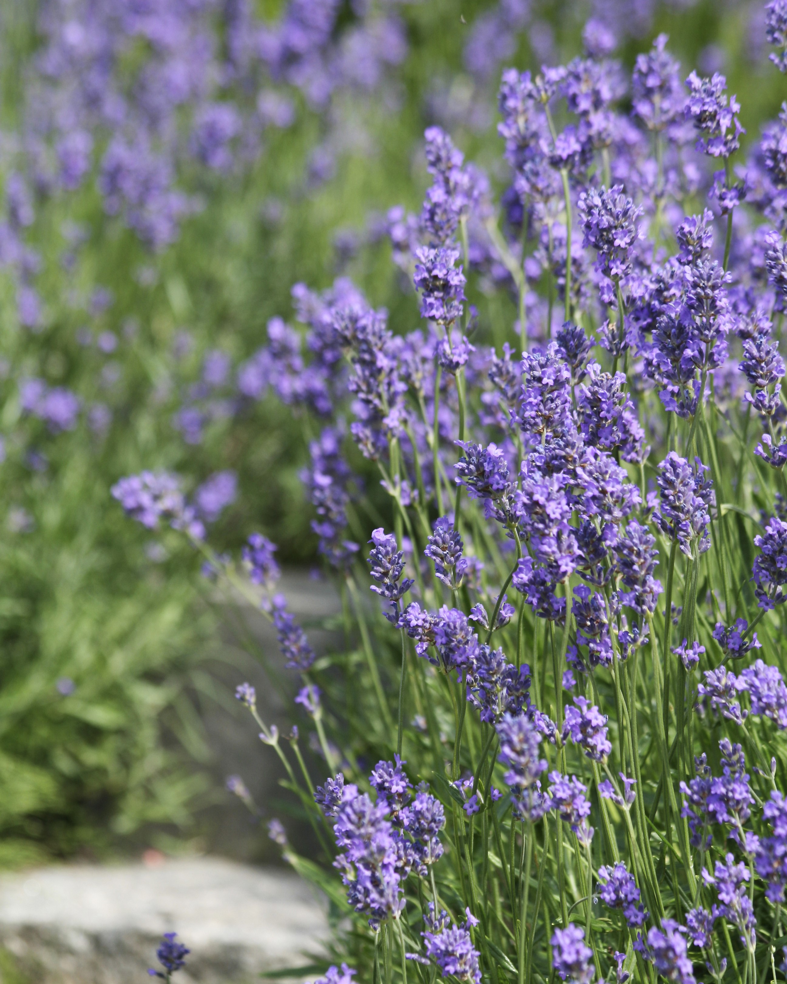 Lavendel staude Hageland