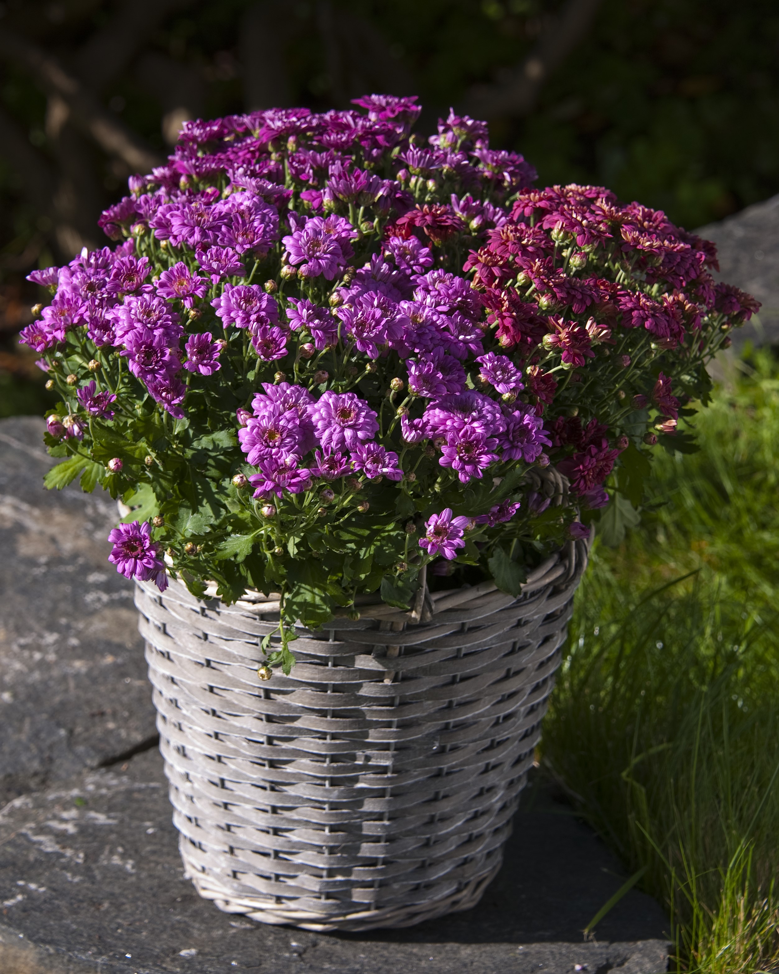 Frilandskrysanthemum stor høstblomst i potte