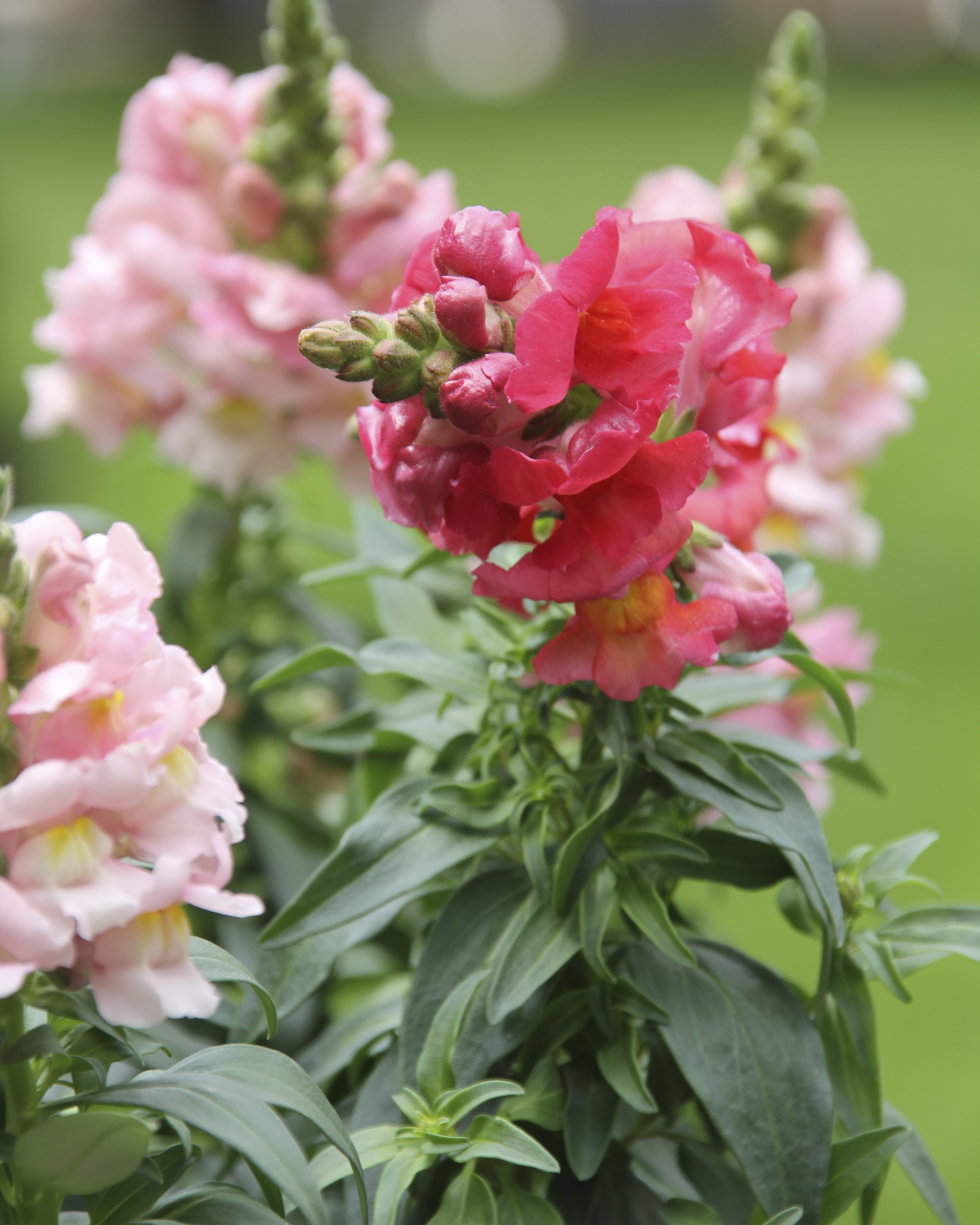 Løvemunn med rosa blomser